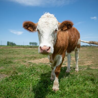 Ganaderías ecológicas en Castilla y león